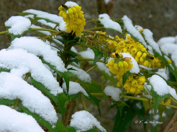 Bois des Moutiers Winterreise (6)